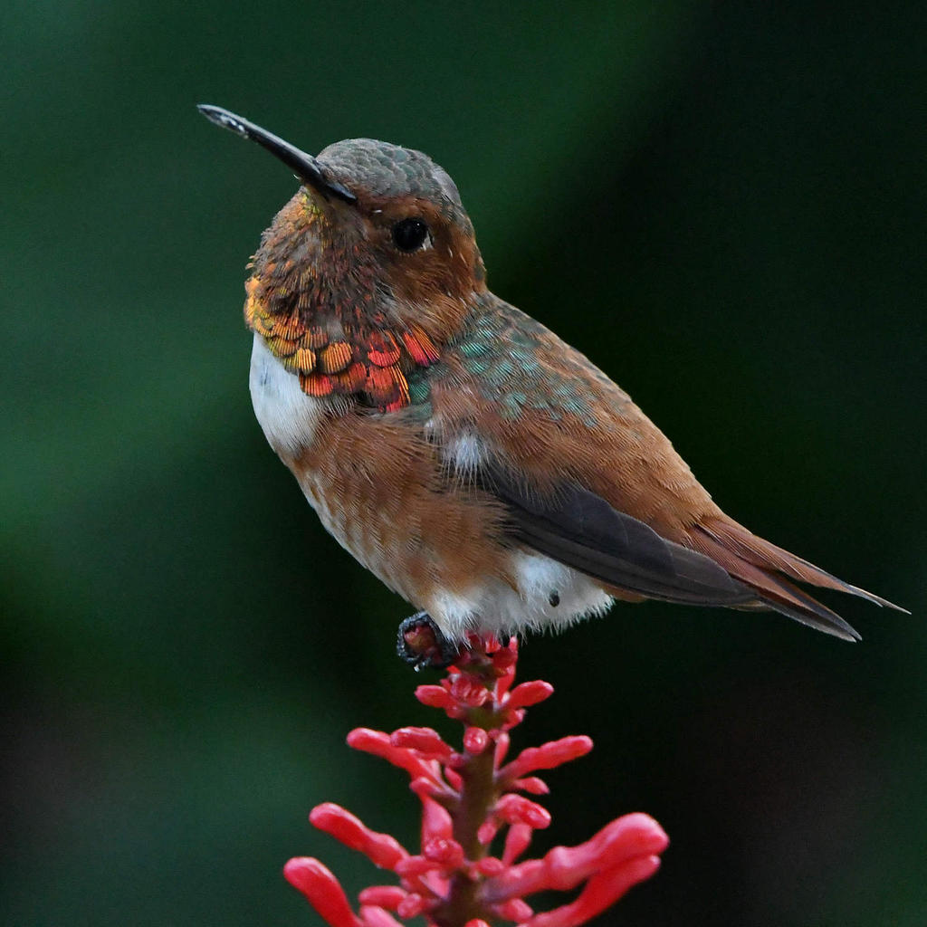 Hummer.jpg