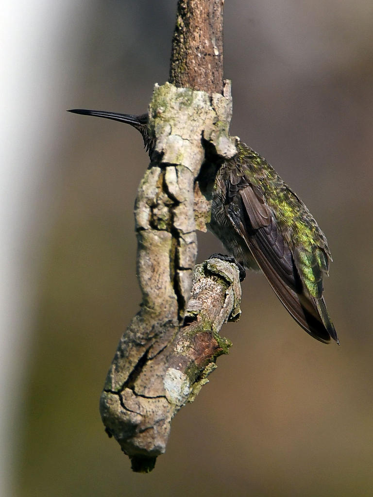 Hummer.jpg