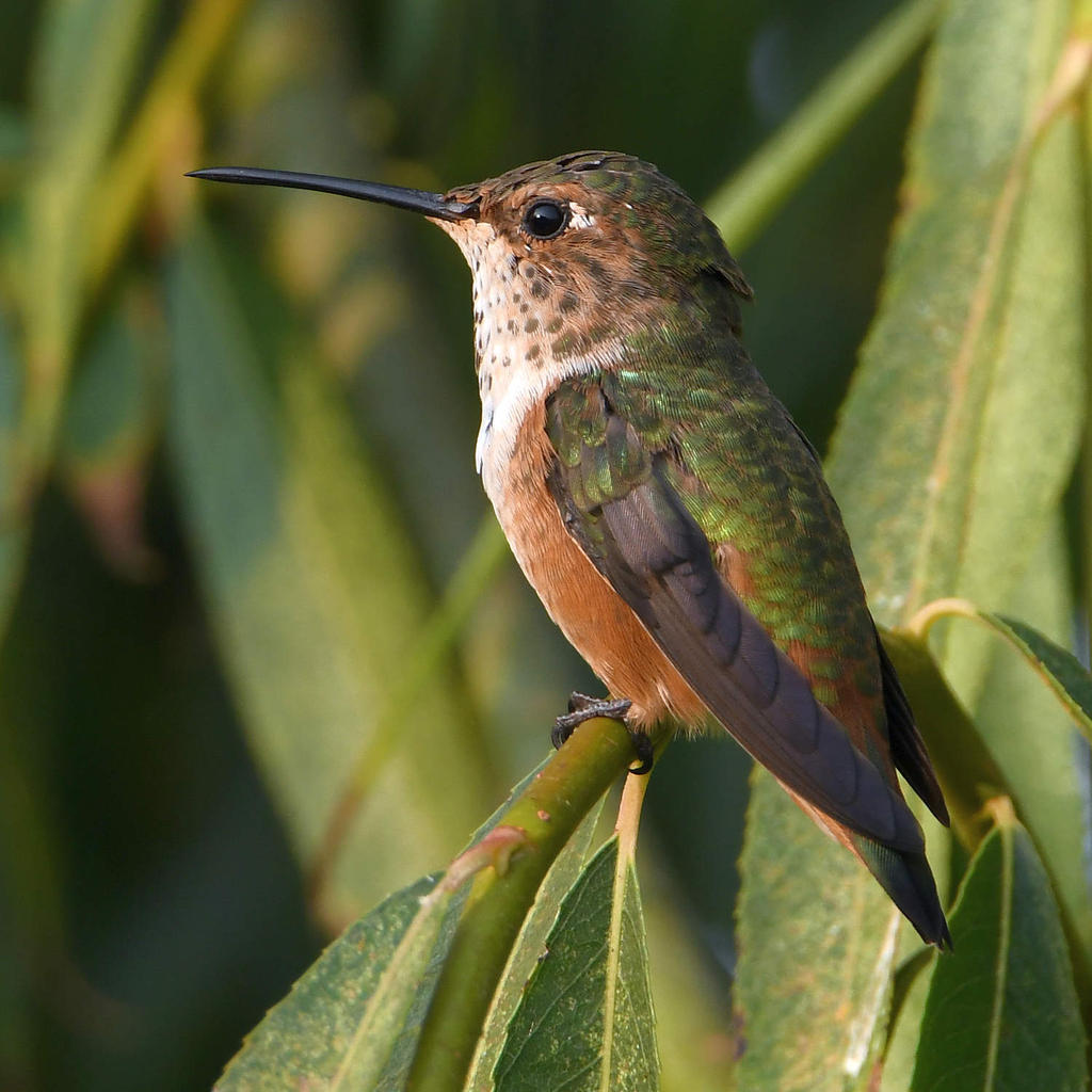 Hummer.jpg