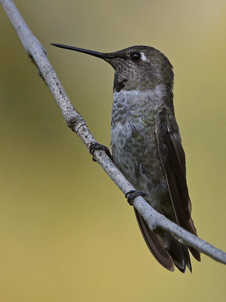 Hummer.jpg