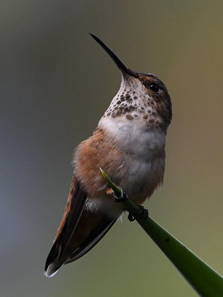 Hummer.jpg