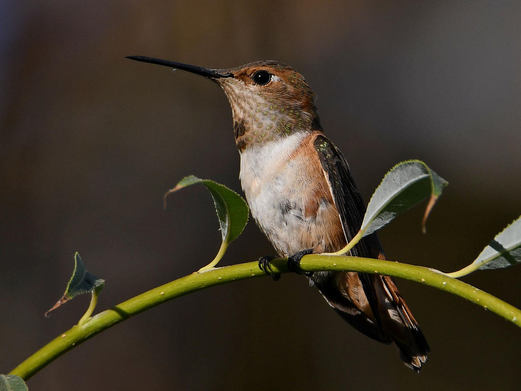 Hummer.jpg