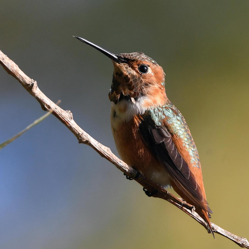 Hummer.jpg