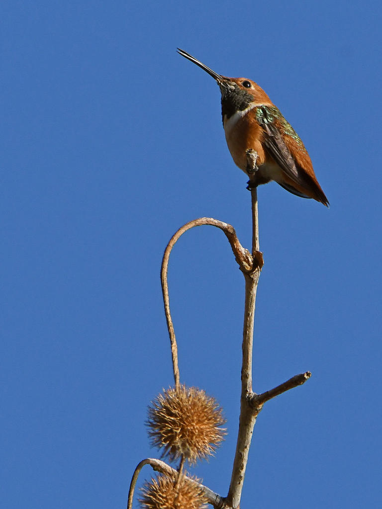 Hummer.jpg