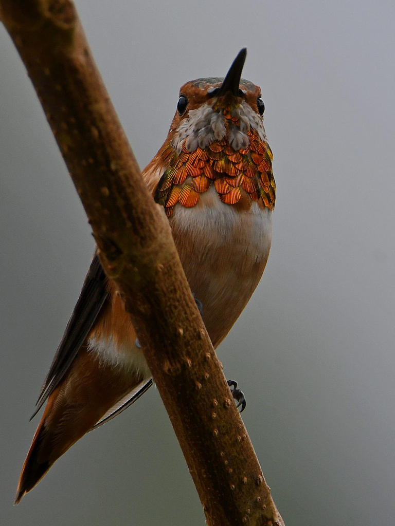 Hummer.jpg