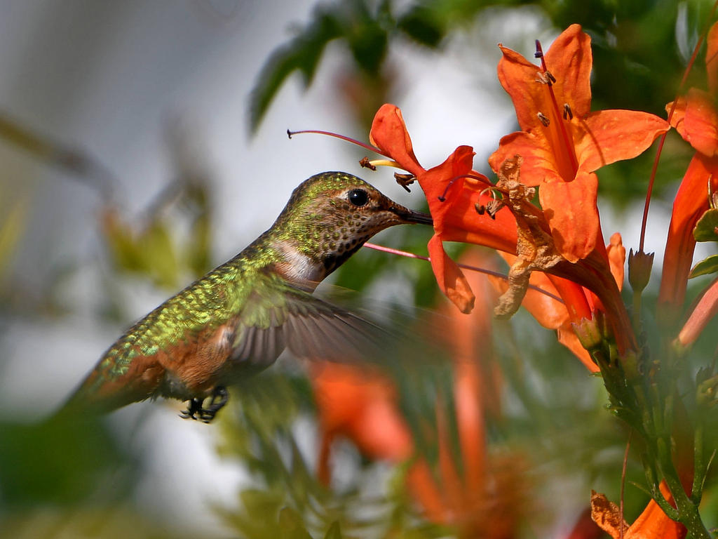 Hummer.jpg
