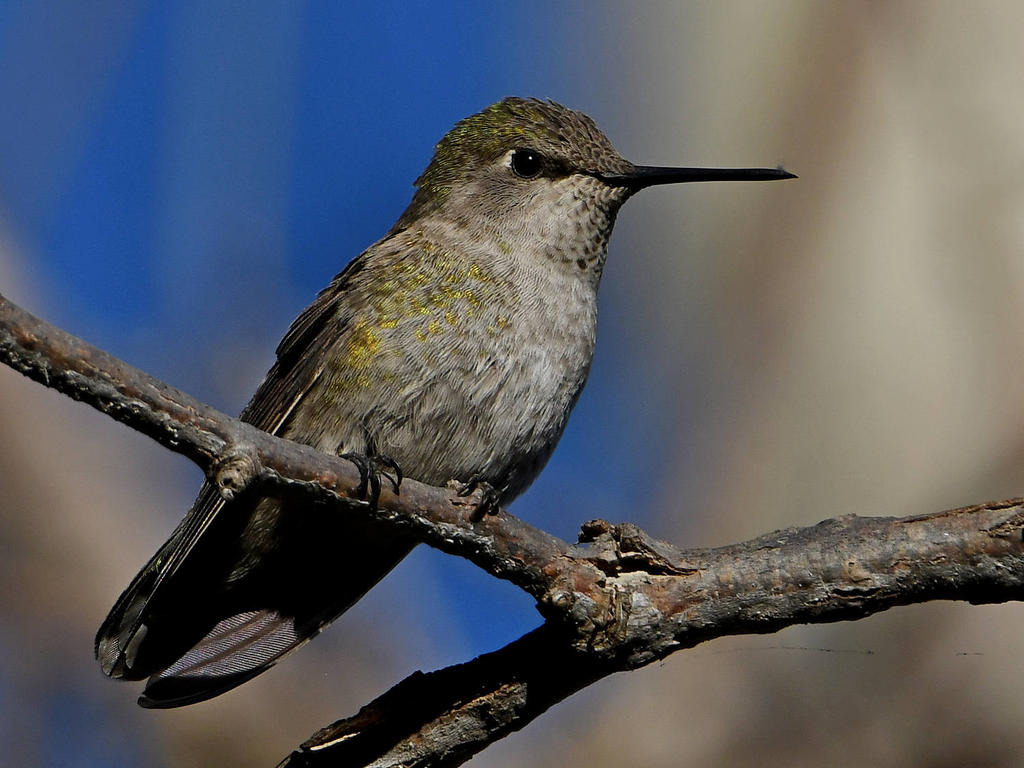 Hummer.jpg