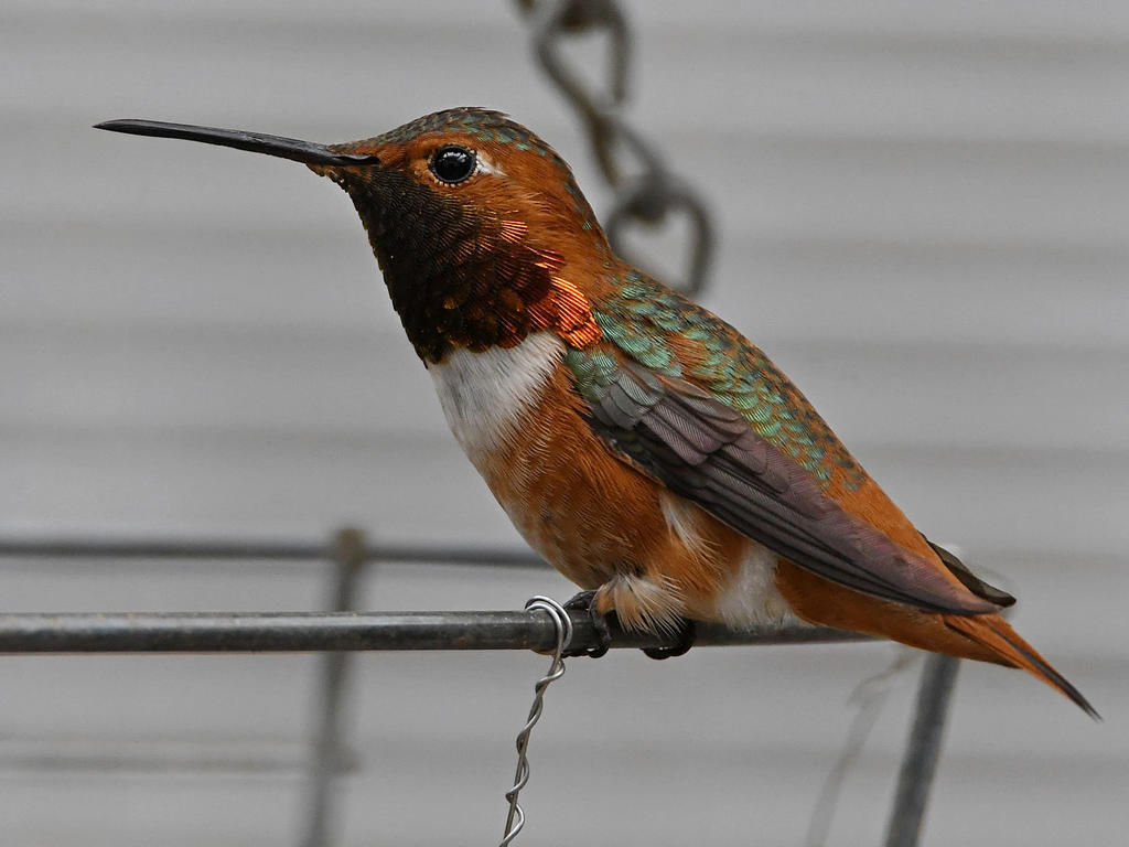 Hummer.jpg