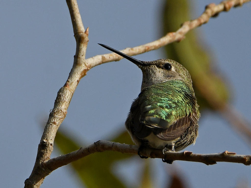 Hummer.jpg