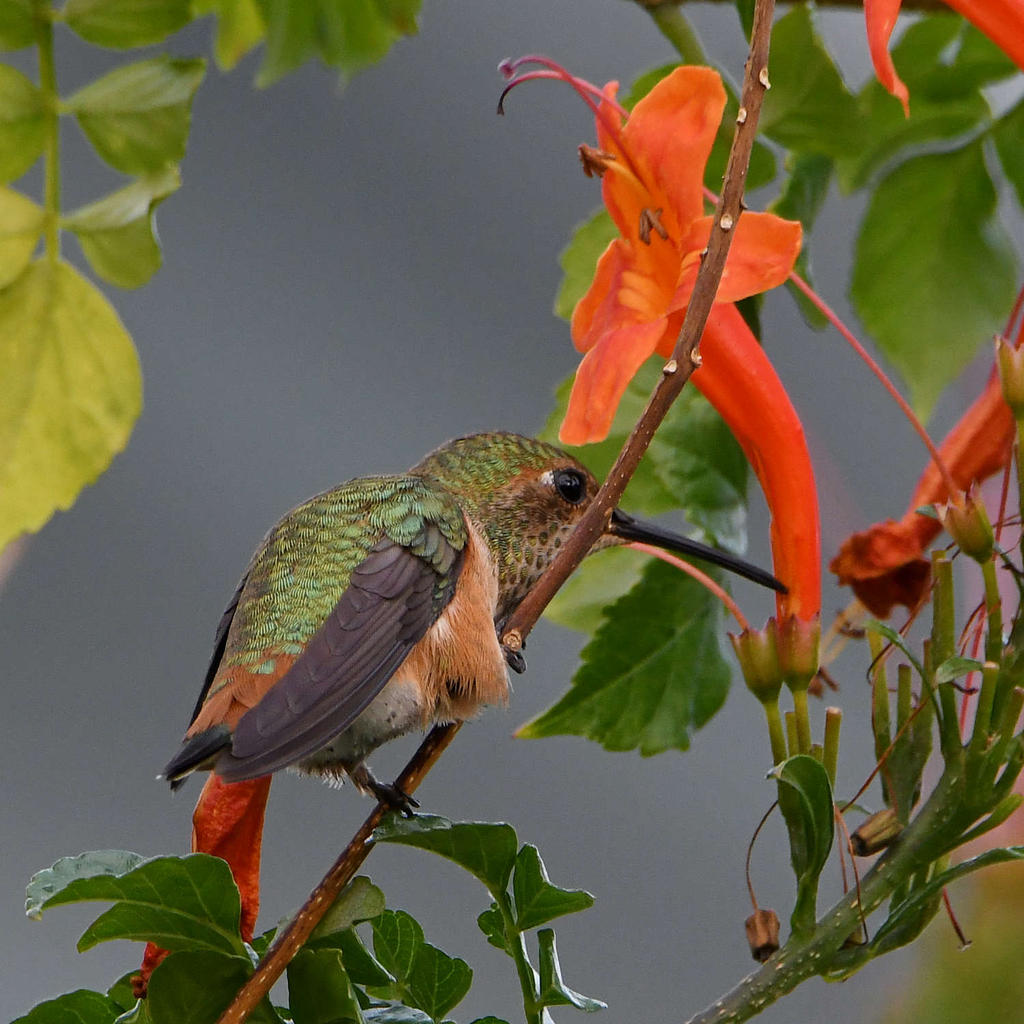Hummer.jpg