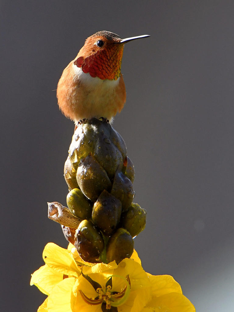 Hummer.jpg