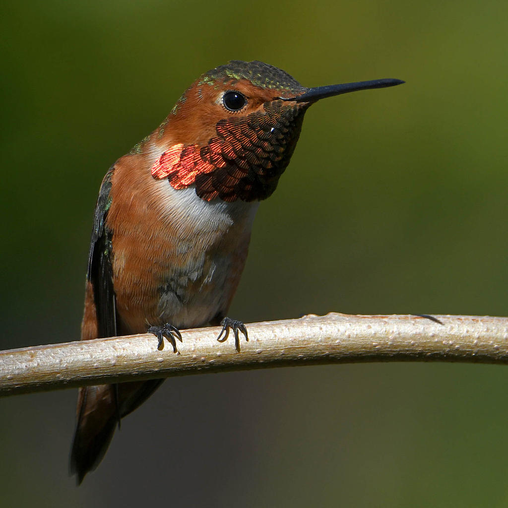 Hummer.jpg