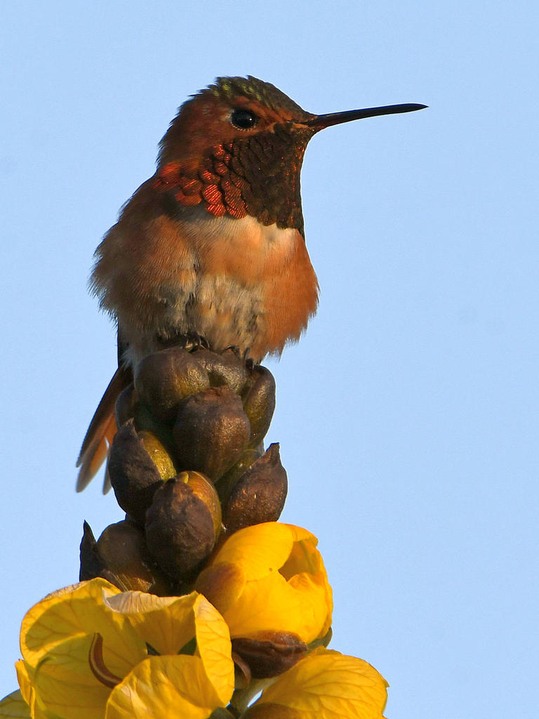 Hummer.jpg