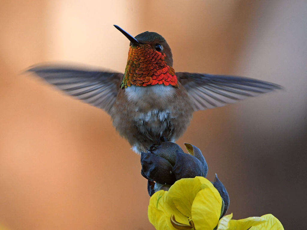Hummer.jpg