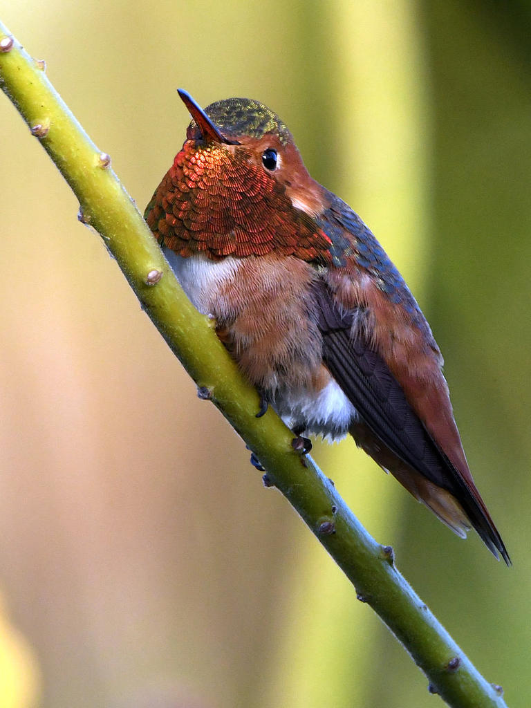 Hummer.jpg