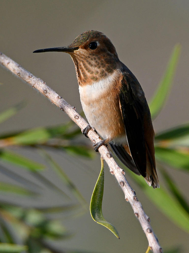 Hummer.jpg