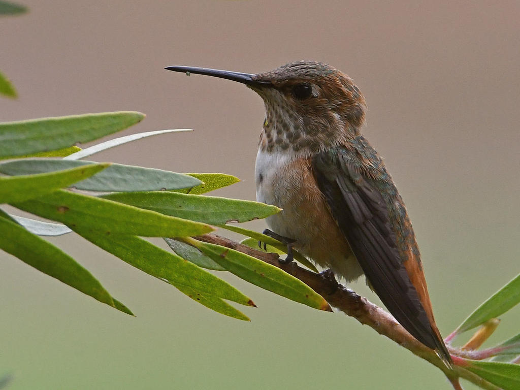 Hummer.jpg
