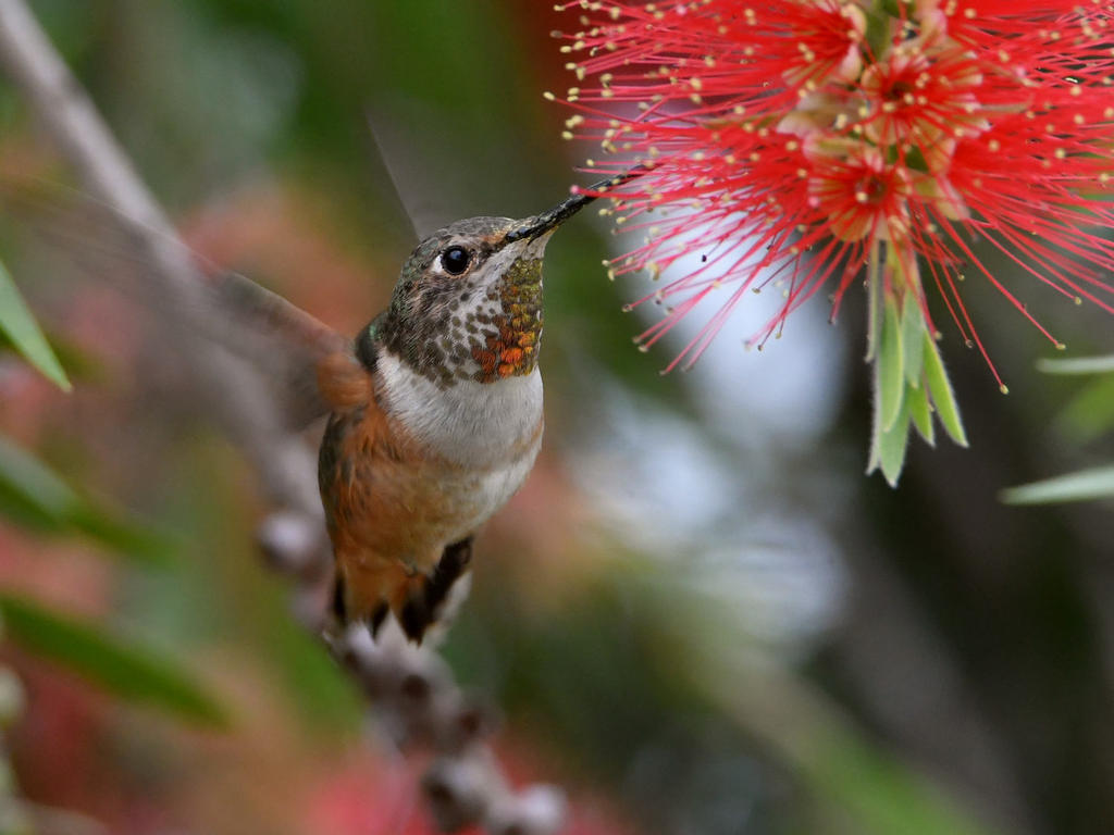 Hummer.jpg
