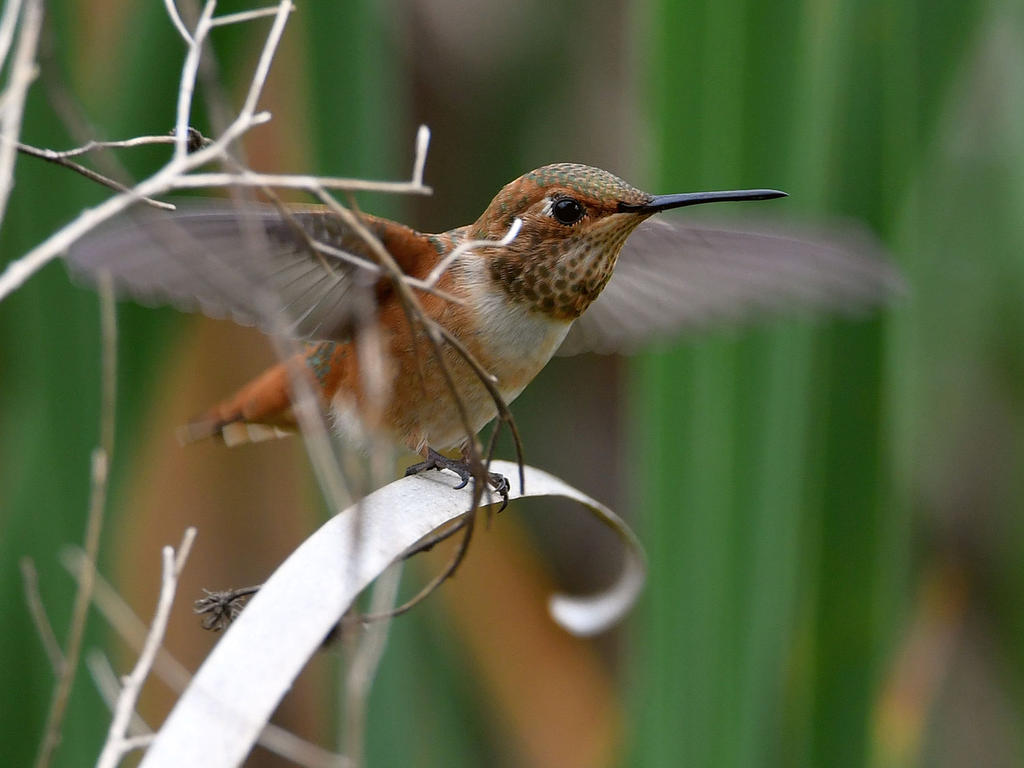 Hummer.jpg
