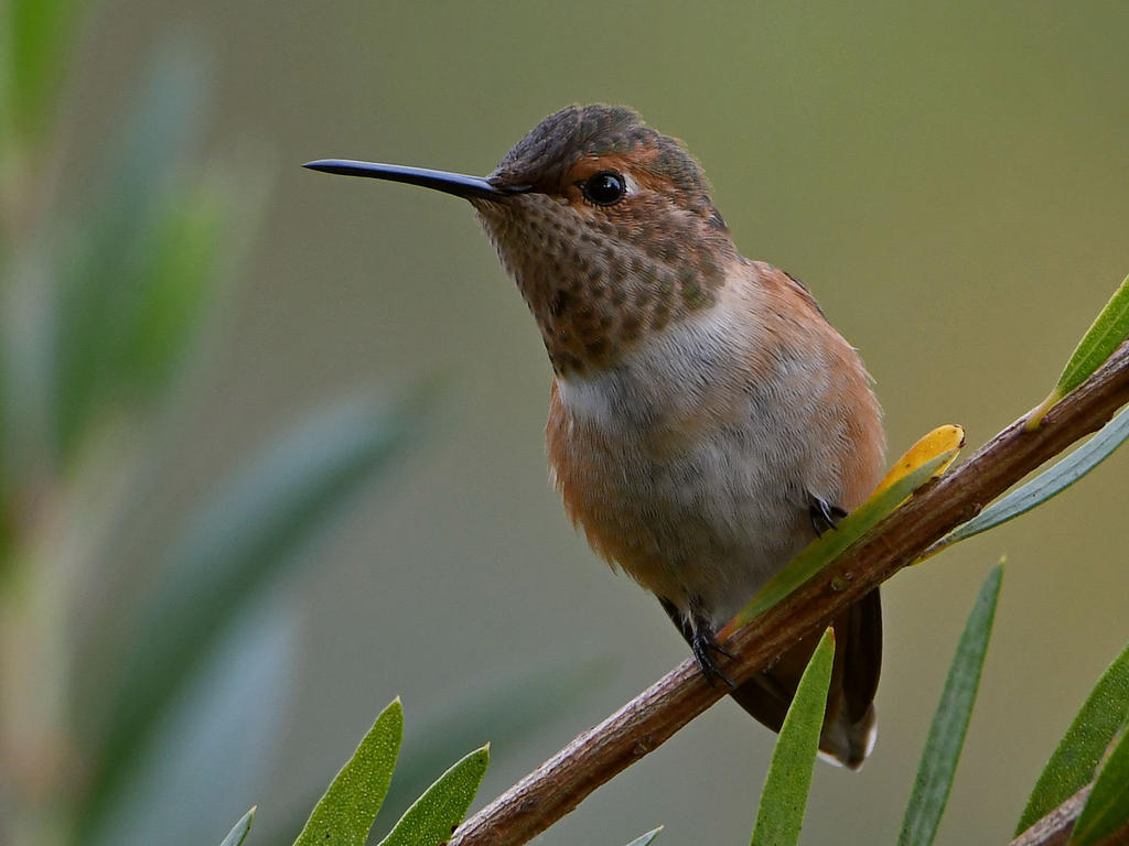 Hummer.jpg