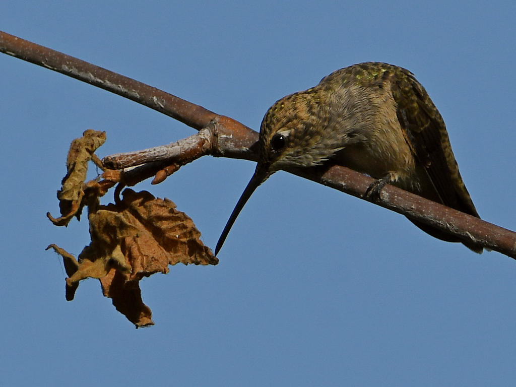 Hummer.jpg