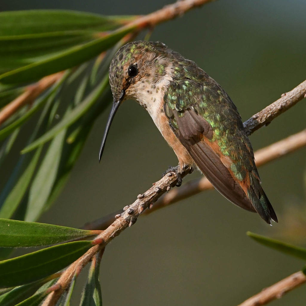 Hummer.jpg