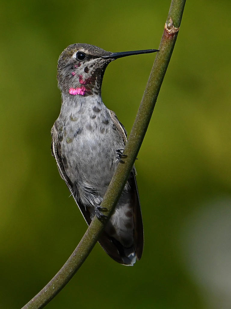 Hummer.jpg
