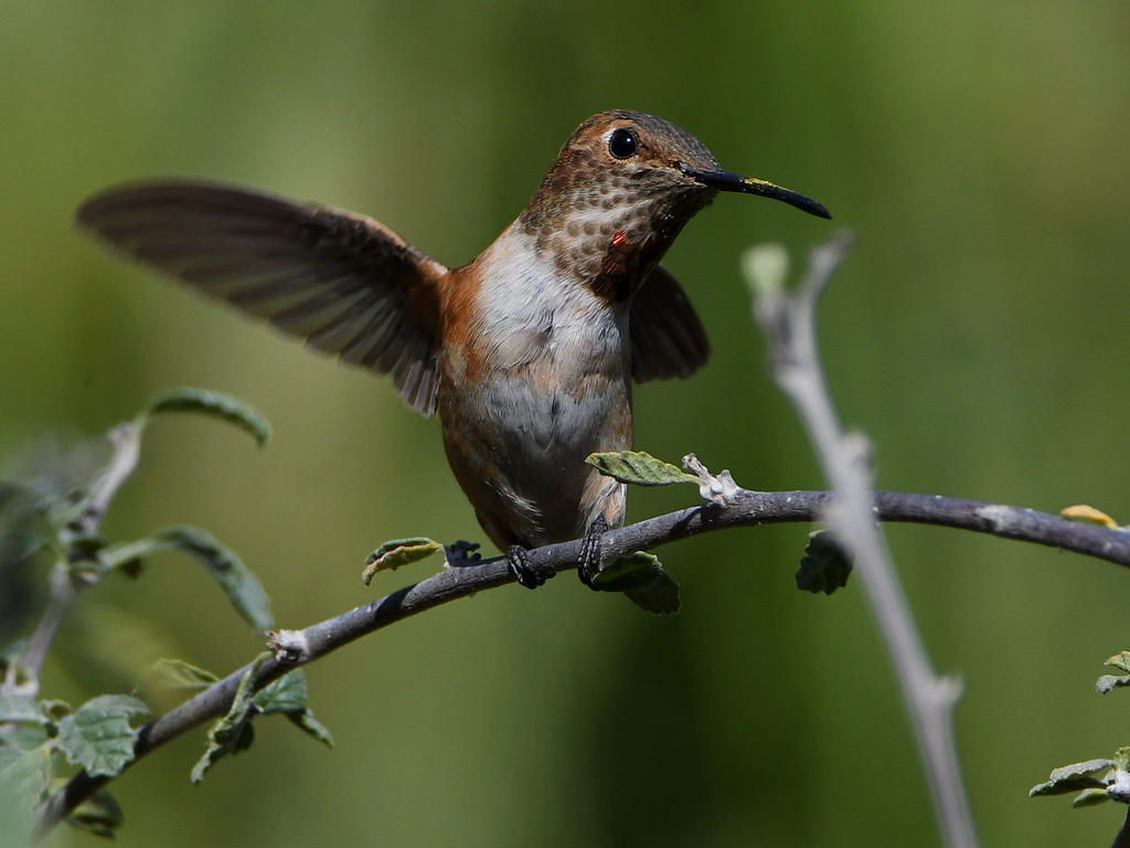Hummer.jpg