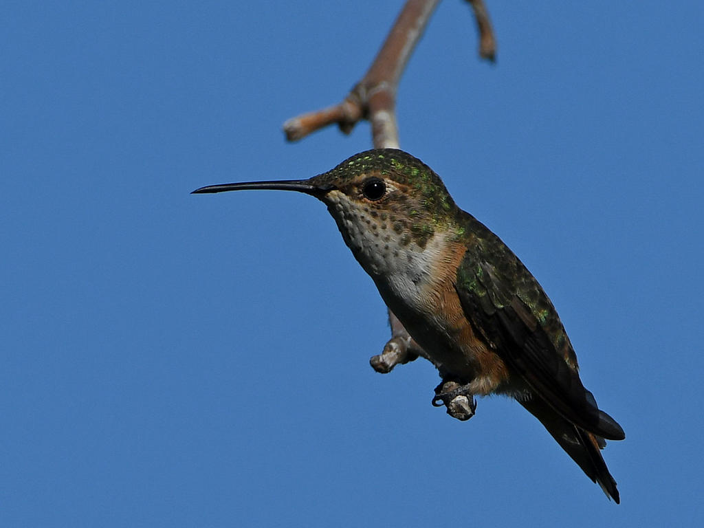 Hummer.jpg