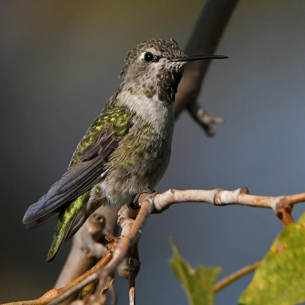 Hummer.jpg