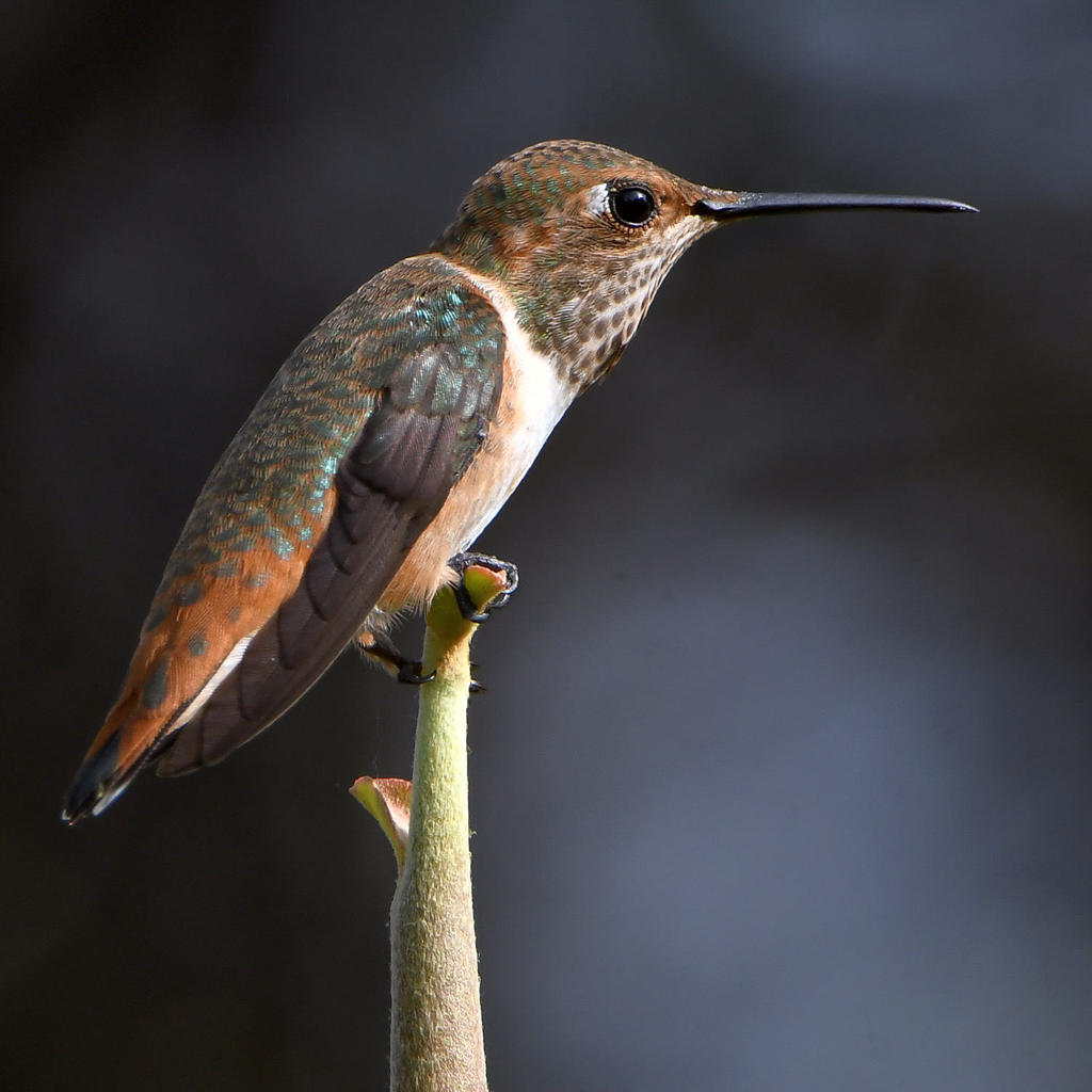 Hummer.jpg