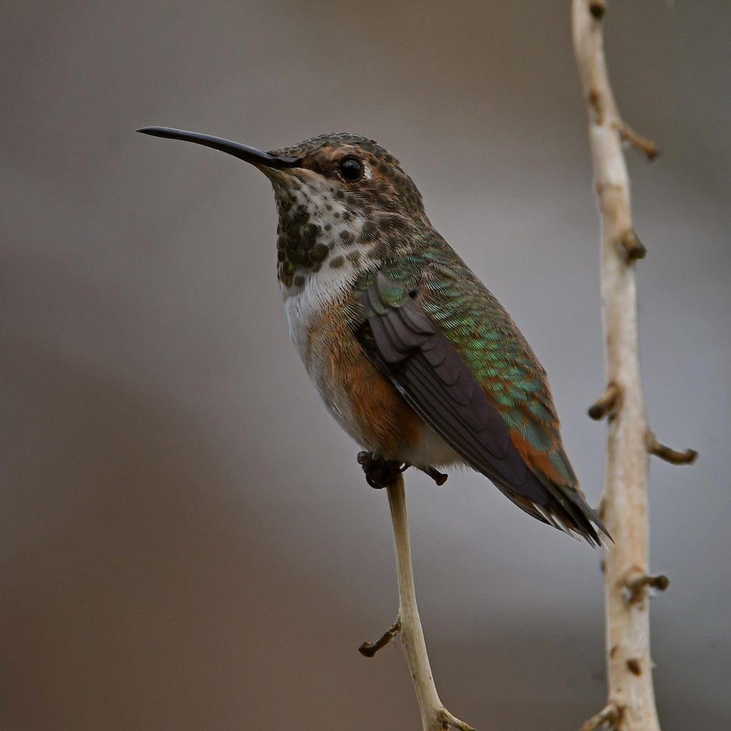 Hummer.jpg
