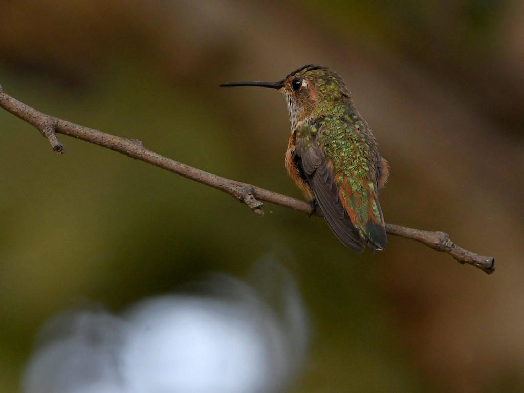 Hummer.jpg