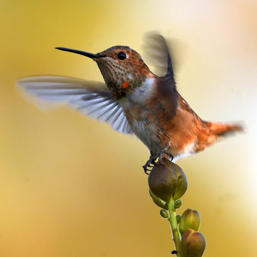 Hummer.jpg