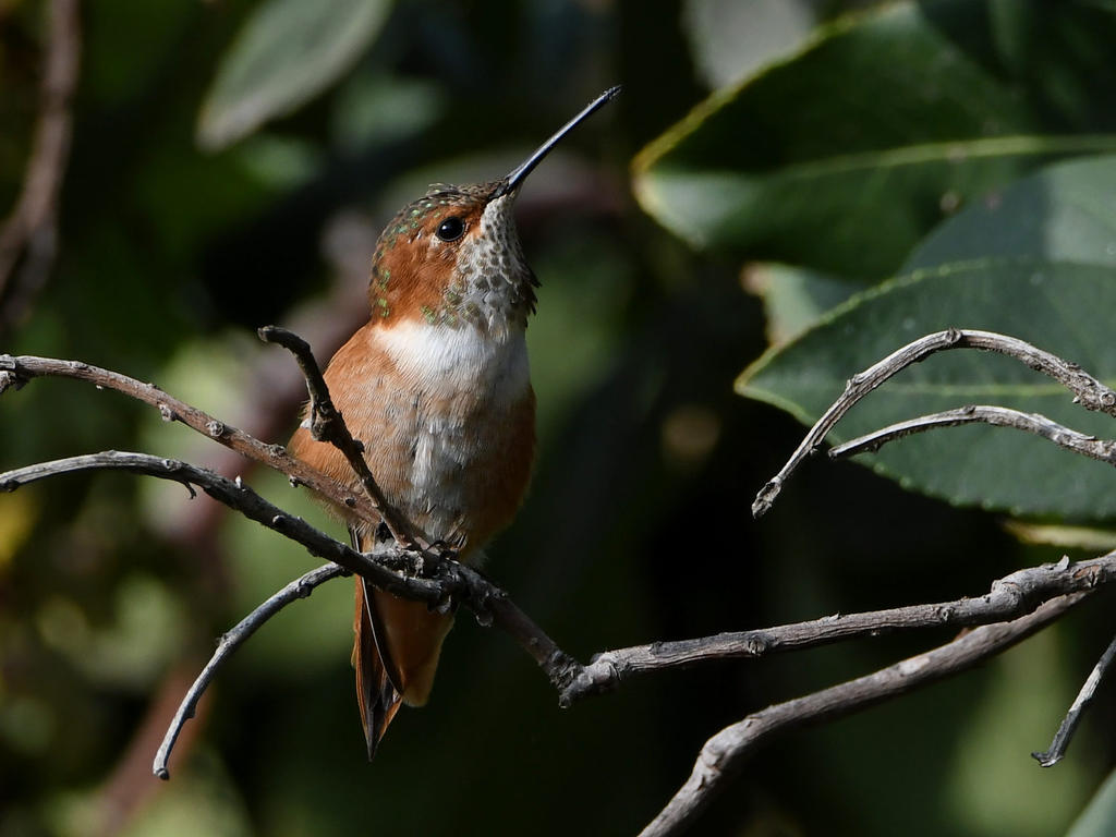 Hummer.jpg