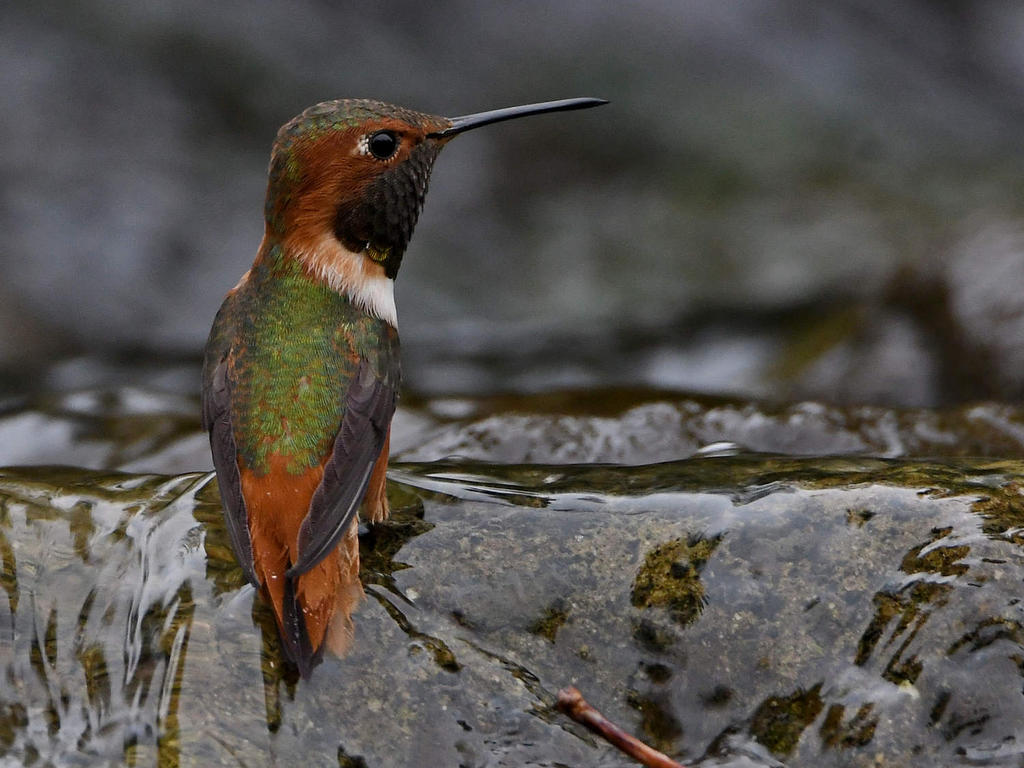 Hummer.jpg