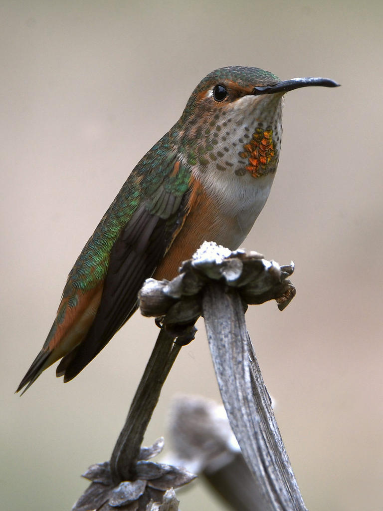 Hummer.jpg