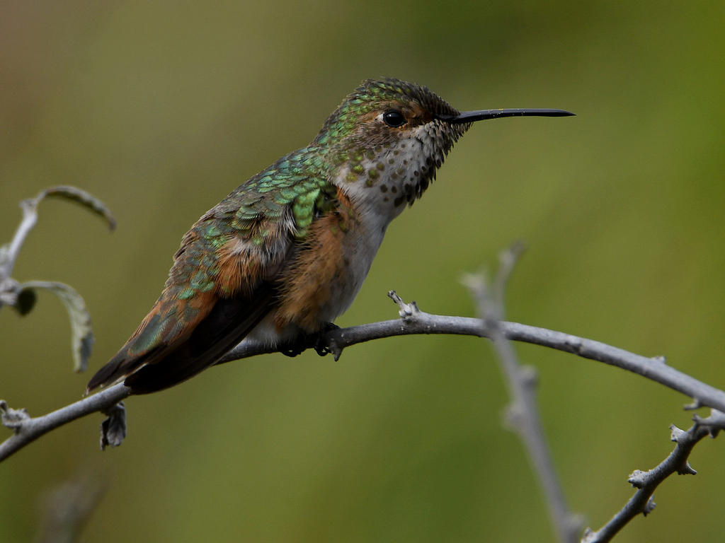 Hummer.jpg