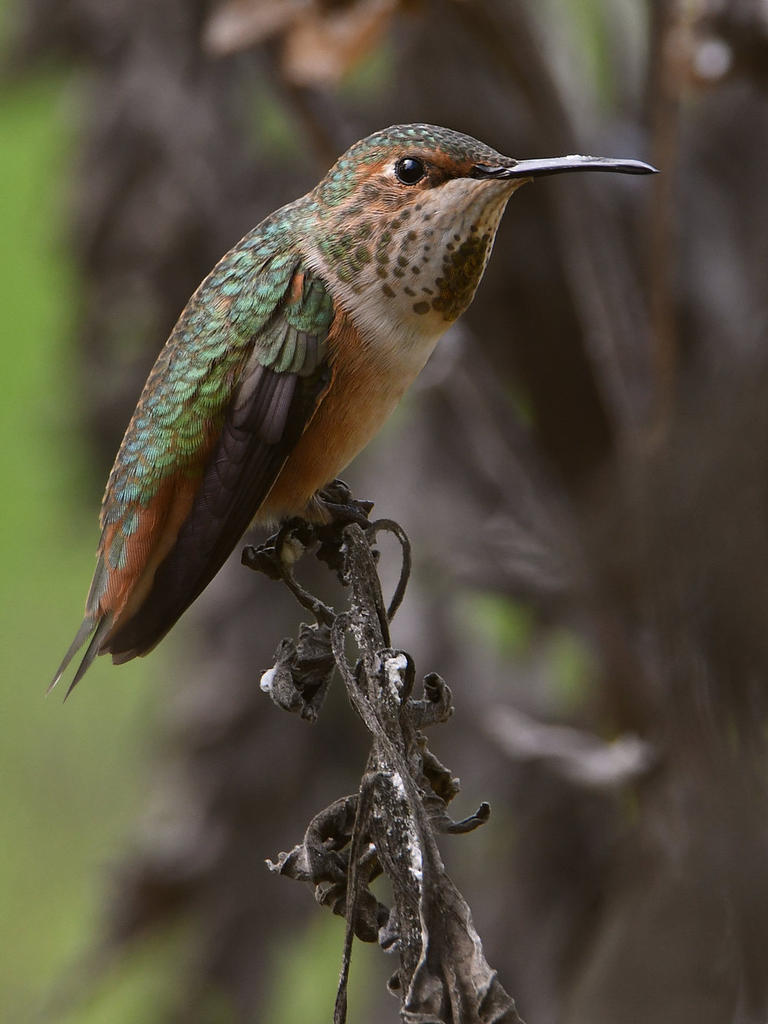 Hummer.jpg