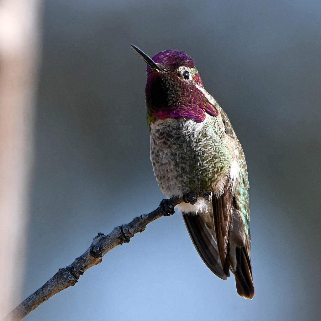 Hummer.jpg