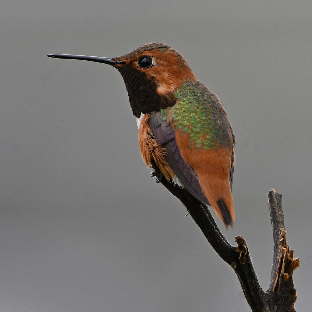 Hummer.jpg