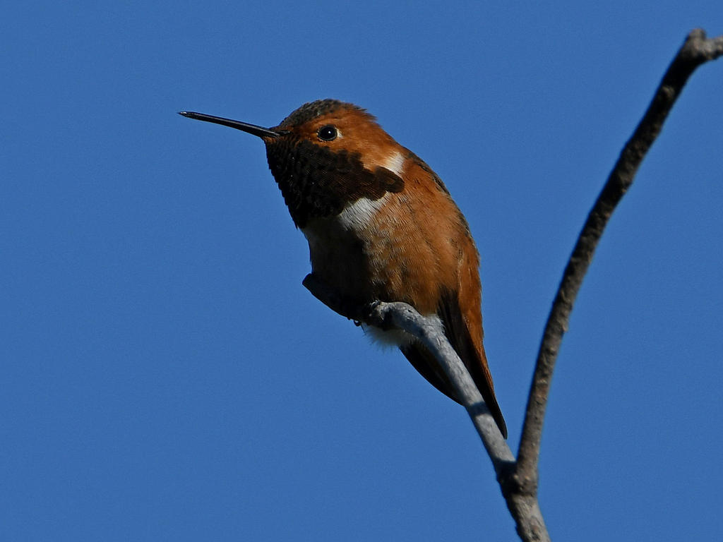 Hummer.jpg