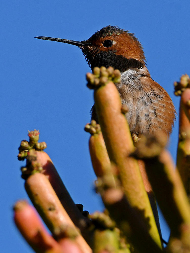 Hummer.jpg