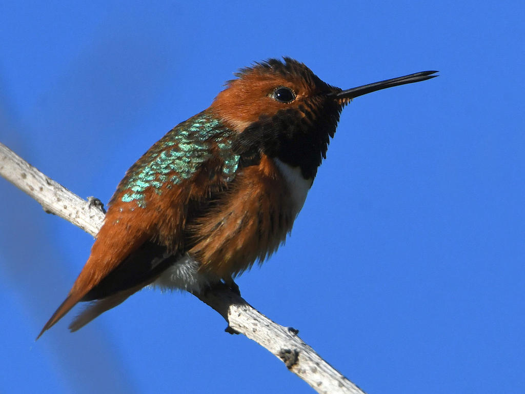Hummer.jpg
