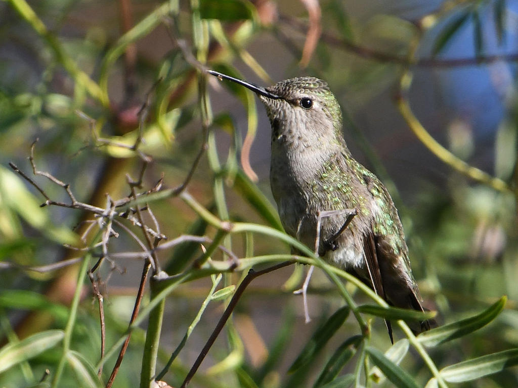Hummer.jpg