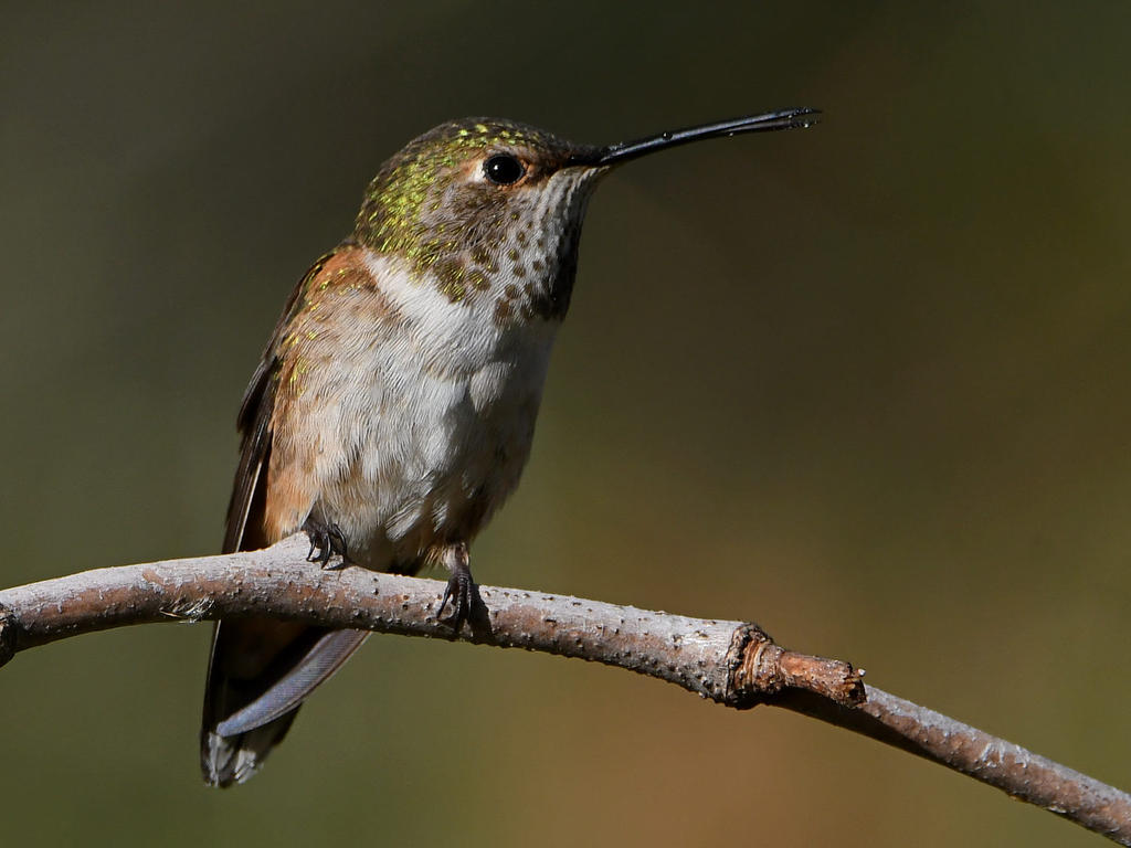 Hummer.jpg