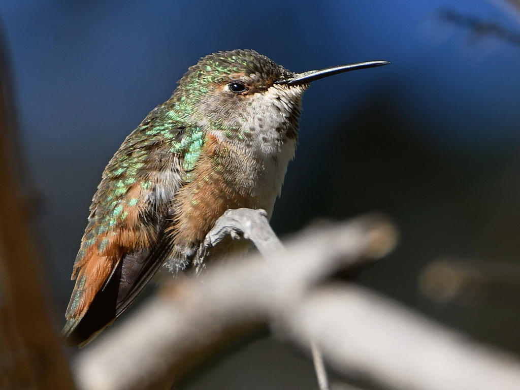 Hummer.jpg