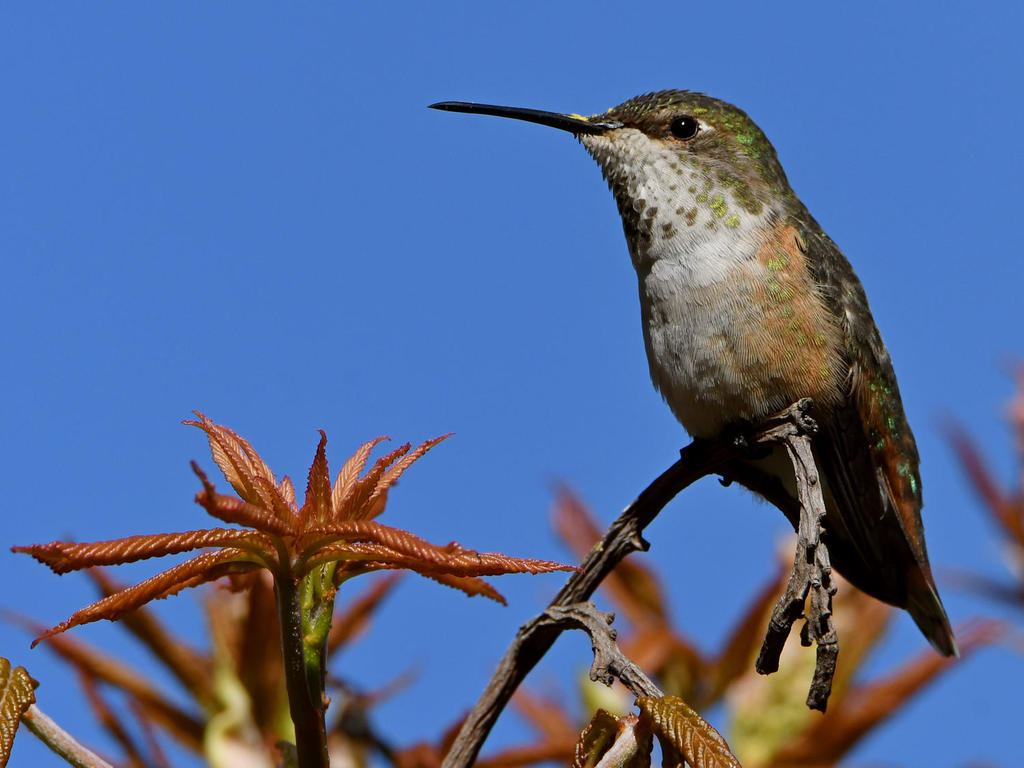 Hummer.jpg