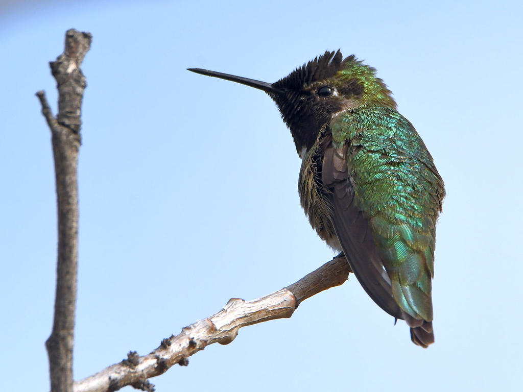 Hummer.jpg