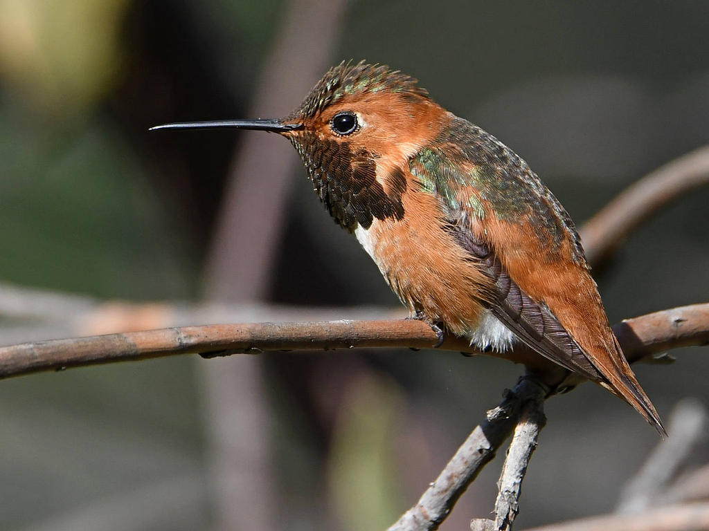 Hummer.jpg